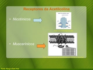 Receptores da Acetilcolina Nicotínicos Muscarínicos Fonte: Rang & Dale 6ªed Fonte : http://www.hcnet.usp.br/ipq/revista/vol37/n2/imgs/74_figura3.gif   Fonte:www.lookfordiagnosis.com   