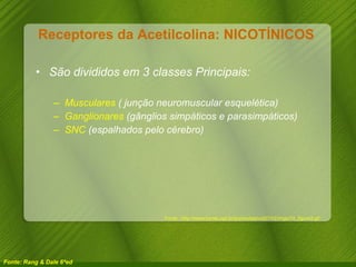 Receptores da Acetilcolina: NICOTÍNICOS  São divididos em 3 classes Principais: Musculares  ( junção neuromuscular esquelética) Ganglionares  (gânglios simpáticos e parasimpáticos) SNC  (espalhados pelo cérebro) Fonte: Rang & Dale 6ªed Fonte : http://www.hcnet.usp.br/ipq/revista/vol37/n2/imgs/74_figura3.gif   