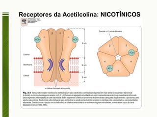 Receptores da Acetilcolina: NICOTÍNICOS  