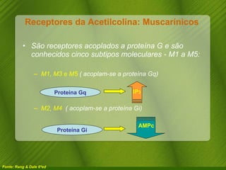 Receptores da Acetilcolina: Muscarínicos  São receptores acoplados a proteína G e são conhecidos cinco subtipos moleculares - M1 a M5: M1, M3 e M5  ( acoplam-se a proteína Gq) M2, M4  ( acoplam-se a proteína Gi) Fonte: Rang & Dale 6ªed Proteína Gq IP 3 Proteína Gi AMPc 