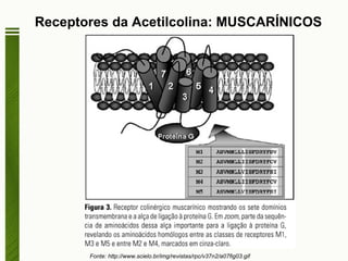 Receptores da Acetilcolina: MUSCARÍNICOS Fonte: http://www.scielo.br/img/revistas/rpc/v37n2/a07fig03.gif  