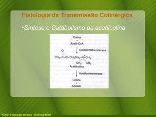Fisiologia da Transmissão Colinérgica  Fonte: Fisiologia Médica –Ganong 18ed Síntese e Catabolismo da acetilcolina 