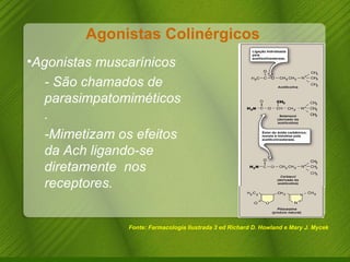Agonistas Colinérgicos  Fonte: Farmacologia Ilustrada 3 ed Richard D. Howland e Mary J. Mycek Agonistas muscarínicos - São chamados de parasimpatomiméticos. -Mimetizam os efeitos da Ach ligando-se diretamente  nos receptores. 