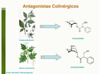 Antagonistas Colinérgicos Fonte: Bruneton, Pharmacognosy Atropa belladonna Datura stramonium PILOCARPINA ESCOPOLAMINA 