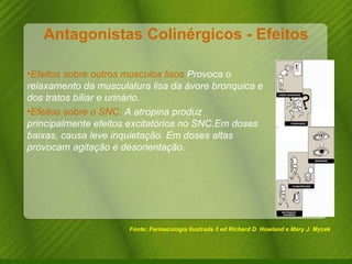 Antagonistas Colinérgicos - Efeitos Fonte: Farmacologia Ilustrada 3 ed Richard D. Howland e Mary J. Mycek Efeitos sobre outros musculos lisos  Provoca o relaxamento da musculatura lisa da ávore bronquica e dos tratos biliar e urinário. Efeitos sobre o SNC:  A atropina produz principalmente efeitos excitatórios no SNC.Em doses baixas, causa leve inquietação. Em doses altas provocam agitação e desorientação. 