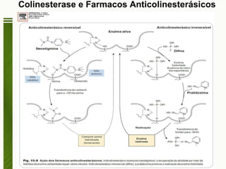 Colinesterase e Farmacos Anticolinesterásicos 