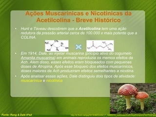 Ações Muscarínicas e Nicotínicas da Acetilcolina - Breve Histórico Hunt e Taveau descobrem que a  Acetilcolina  tem uma ação redutora da pressão arterial cerca de 100.000 x mais potente que a COLINA. Em 1914, Dale, ao injetar muscarina (pricípio ativo do cogumelo  Amanita muscarina ) em animais reproduzia os memos efeitos da Ach. Alem disso, esses efeitos eram bloqueados com pequenas doses de Atropina. Após esse bloqueio dos efeitos muscarínicos, doses maiores da Ach produziram efeitos semelhantes a nicotina. Após analisar essas ações, Dale distinguiu dois tipos de atividade:  muscarínica  e  nicotínica Fonte: Rang & Dale 6ªed http://t2.ftcdn.net/jpg/00/16/88/53/400_F_16885318_vxdQnataJCuRCRqsEAmqnxUj1suTSJjD.jpg  