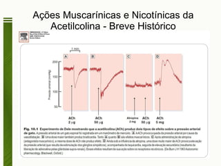Ações Muscarínicas e Nicotínicas da Acetilcolina - Breve Histórico Content 