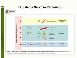O Sistema Nervoso Periférico Content 