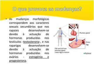 • As mudanças morfológicas
  correspondem aos caracteres
  sexuais secundários que nos
  rapazes         desenvolvem-se
  devido      à    actuação     de
  hormonas produzidas nos
  testículos -testosterona-, e nas
  raparigas       desenvolvem-se
  devido      à    actuação     de
  hormonas produzidas nos
  ovários     -    estrogénio    e
  progesterona.
 