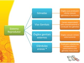 Órgãos que produzem
                Gónadas           células sexuais
                               (gâmetas) e hormonas


                                Canais responsáveis
              Vias Genitais    pelo armazenamento e
                               condução dos gâmetas
 Sistema
Reprodutor
             Órgãos genitais   Órgãos sexuais visíveis
                externos          externamente


                               Produzem substâncias
               Glândulas          indispensáveis à
               anexas *          sobrevivência dos
                                gâmetas masculinos
 