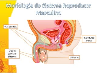 Vias genitais



                          Glândulas
                           anexas



    Órgãos
   genitais
   externos     Gónadas
 