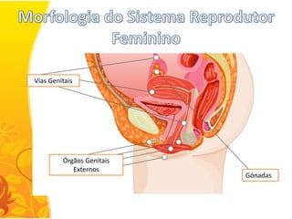 Vias Genitais




         Órgãos Genitais
            Externos
                           Gónadas
 
