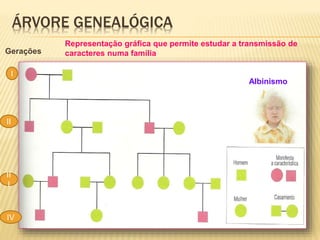 ÁRVORE GENEALÓGICA 
Gerações 
I 
II 
II 
I 
IV 
Representação gráfica que permite estudar a transmissão de 
caracteres num...
