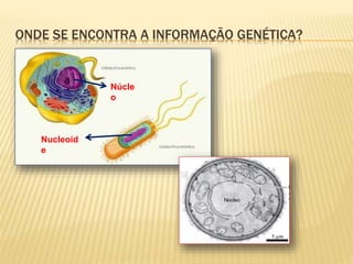 ONDE SE ENCONTRA A INFORMAÇÃO GENÉTICA? 
Núcle 
o 
Nucleoid 
e 
 