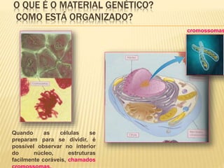 O QUE É O MATERIAL GENÉTICO? 
COMO ESTÁ ORGANIZADO? 
Quando as células se 
preparam para se dividir, é 
possível observar no interior 
do núcleo, estruturas 
facilmente coráveis, chamados 
cromossomas, 
cromossomas, 
 