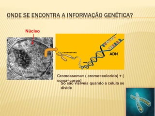 ONDE SE ENCONTRA A INFORMAÇÃO GENÉTICA? 
Núcleo 
ADN 
Cromossoma= ( cromo=colorido) + ( 
soma=corpo) 
Só são visíveis quando a célula se 
divide 
 