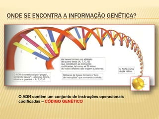 ONDE SE ENCONTRA A INFORMAÇÃO GENÉTICA? 
O ADN contém um conjunto de instruções operacionais 
codificadas – CÓDIGO GENÉTICO 
 