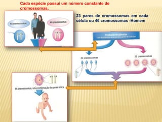 Cada espécie possui um número constante de 
cromossomas. 
23 pares de cromossomas em cada 
célula ou 46 cromossomas -Homem 
 