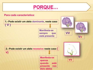 PORQUE… 
Para cada característica: 
1.- Pode existir um alelo dominante, neste caso 
( V ) 
Manifesta-se 
sempre que 
está presente 
VV 
Vv 
2.- Pode existir um alelo recessivo neste caso ( 
v) 
Manifesta-se 
apenas 
quando está 
presente nos 
dois alelos 
vv 
 