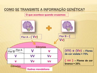 COMO SE TRANSMITE A INFORMAÇÃO GENÉTICA? 
O que acontece quando cruzamos: 
Flor A – ( Vv) Flor B – ( 
Vv) 
Flor B (VV) e (Vv) – Flores 
V v 
Flor A 
V VV Vv 
v Vv vv 
de cor violeta = 75% 
( vv ) – Flores de cor 
branca = 25% 
Gâmetas 
Gâmetas 
Xadrez mendeliano 
 
