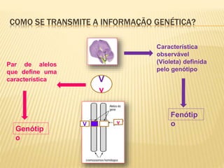 COMO SE TRANSMITE A INFORMAÇÃO GENÉTICA? 
Característica 
observável 
(Violeta) definida 
pelo genótipo 
Fenótip 
o 
V 
v 
Par de alelos 
que define uma 
característica 
Genótip 
o 
V v 
 