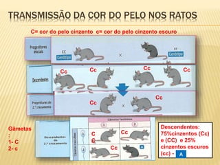 TRANSMISSÃO DA COR DO PELO NOS RATOS 
C= cor do pelo cinzento c= cor do pelo cinzento escuro 
Cc Cc Cc Cc 
Cc 
Cc 
Gâmetas 
: 
1- C 
2- c 
Descendentes: 
75%cinzentos (Cc) 
e (CC) e 25% 
cinzentos escuros 
(cc) - A 
Cc 
C 
C 
Cc 
 