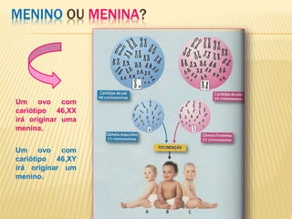 MENINO OU MENINA? 
Um ovo com 
cariótipo 46,XX 
irá originar uma 
menina. 
Um ovo com 
cariótipo 46,XY 
irá originar um 
menino. 
 