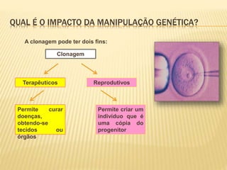 QUAL É O IMPACTO DA MANIPULAÇÃO GENÉTICA? 
A clonagem pode ter dois fins: 
Clonagem 
Terapêuticos Reprodutivos 
Permite curar 
doenças, 
obtendo-se 
tecidos ou 
órgãos 
Permite criar um 
indivíduo que é 
uma cópia do 
progenitor 
 