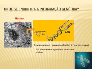 ONDE SE ENCONTRA A INFORMAÇÃO GENÉTICA? 
Núcleo 
ADN 
Cromossoma= ( cromo=colorido) + ( soma=corpo) 
Só são visíveis quando a célula se 
divide 
 