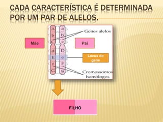 CADA CARACTERÍSTICA É DETERMINADA 
POR UM PAR DE ALELOS. 
Locus do 
gene 
Mãe Pai 
FILHO 
 