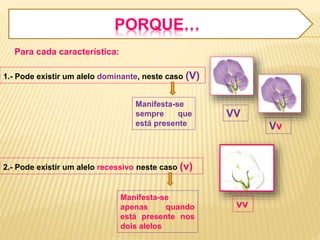 PORQUE… 
Para cada característica: 
1.- Pode existir um alelo dominante, neste caso (V) 
Manifesta-se 
sempre que 
está presente 
VV 
Vv 
2.- Pode existir um alelo recessivo neste caso (v) 
Manifesta-se 
apenas quando 
está presente nos 
dois alelos 
vv 
 