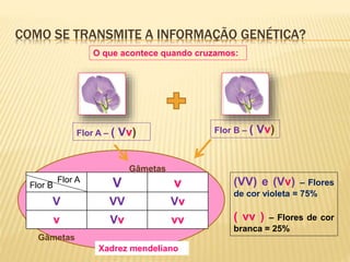 COMO SE TRANSMITE A INFORMAÇÃO GENÉTICA? 
O que acontece quando cruzamos: 
Flor A – ( Vv) Flor B – ( Vv) 
Flor B (VV) e (Vv) – Flores 
V v 
Flor A 
V VV Vv 
v Vv vv 
de cor violeta = 75% 
( vv ) – Flores de cor 
branca = 25% 
Gâmetas 
Gâmetas 
Xadrez mendeliano 
 