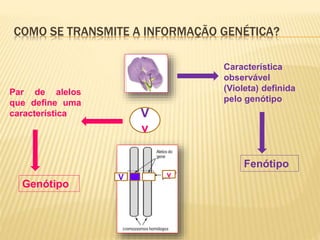 COMO SE TRANSMITE A INFORMAÇÃO GENÉTICA? 
Característica 
observável 
(Violeta) definida 
pelo genótipo 
Fenótipo 
V 
v 
Par de alelos 
que define uma 
característica 
Genótipo 
V v 
 