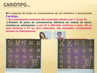 CARIÓTIPO… 
O conjunto de todos os cromossomas de um indivíduo é denominado 
Cariótipo. 
 Os cromossomas humanos são numerados desde o par 1 ao par 23. 
 Existem 22 pares de cromossomas idênticos em ambos os sexos, 
chamam-se autossomas; o par 23 é diferente conforme o sexo, XX no 
sexo feminino e XY no sexo masculino, são chamados cromossomas 
sexuais ou heterossomas. 
 