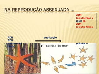 7 
NA REPRODUÇÃO ASSEXUADA … 
ADN 
(célula-mãe) é 
igual ao 
ADN 
(células-filhas) 
ADN duplicação 
ADN 
(célula-mãe) (células – 
filhas) 
 