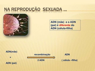 NA REPRODUÇÃO SEXUADA … 
ADN(mãe) 
recombinação ADN 
+ 
2 ADN ( célula –filha) 
ADN (pai) 
ADN (mãe) e o ADN 
(pai) é diferente do 
ADN (célula-filha) 
 