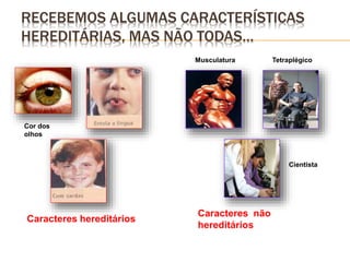 RECEBEMOS ALGUMAS CARACTERÍSTICAS 
HEREDITÁRIAS, MAS NÃO TODAS… 
Cor dos 
olhos 
Caracteres hereditários 
Musculatura Tetraplégico 
Cientista 
Caracteres não 
hereditários 
 