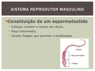 SISTEMA REPRODUTOR MASCULINO

Constituição de um espermatozóide
  Cabeça: contém o núcleo da célula.
  Peça Intermédia.
  Cauda: flagelo que permite a mobilidade.
 
