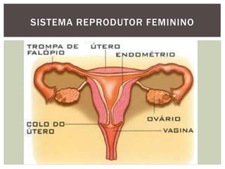 SISTEMA REPRODUTOR FEMININO
 