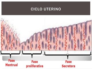 CICLO UTERINO
 