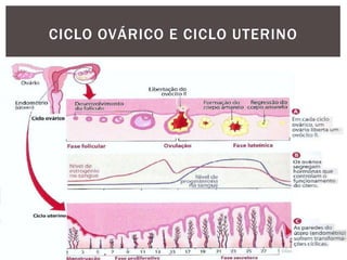 CICLO OVÁRICO E CICLO UTERINO
 