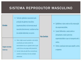 SISTEMA REPRODUTOR MASCULINO
 