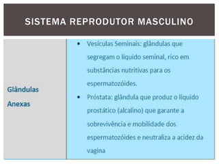SISTEMA REPRODUTOR MASCULINO
 