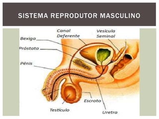 SISTEMA REPRODUTOR MASCULINO
 