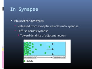 Transmisson across a synapse[1] | PPT