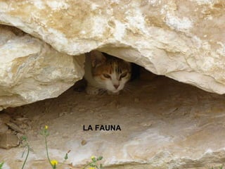 LA FAUNA 