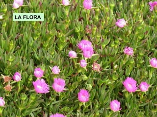LA   FLORA 