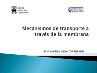 Prof. ANDREA MENA TORRES NM1
 
