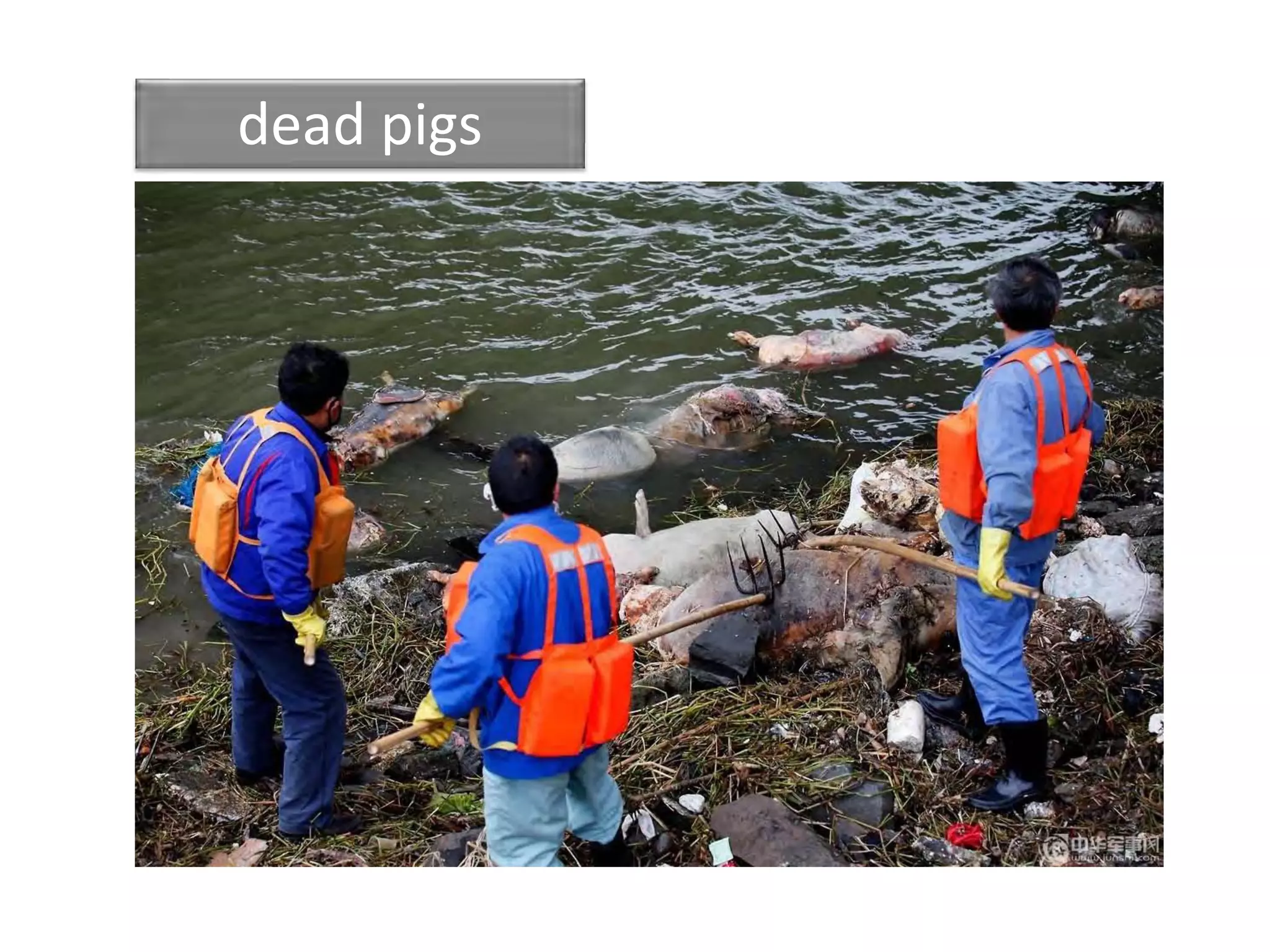 dead pigs
 
